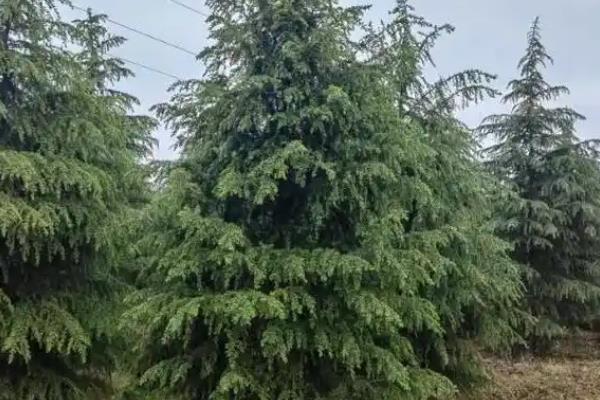 雪松树有什么特点，树干挺直且树冠呈塔形