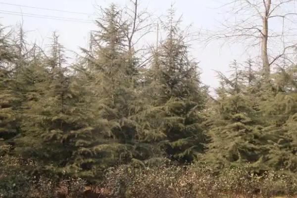 雪松树有什么特点，树干挺直且树冠呈塔形