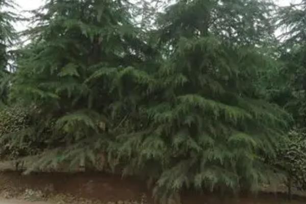 雪松树有什么特点，树干挺直且树冠呈塔形