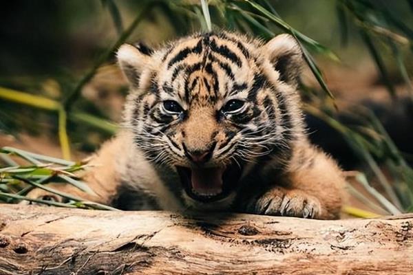 猫科动物的种类，常见猫、狮子、老虎等品种