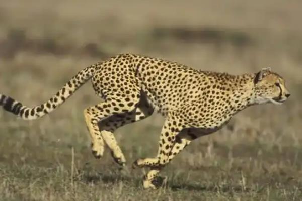 猫科动物的种类，常见猫、狮子、老虎等品种