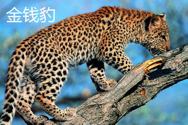 猫科动物的种类，常见猫、狮子、老虎等品种
