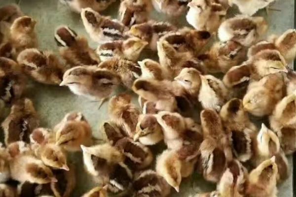 哪里能买到原鸡苗，可在当地的鸡苗市场咨询或网上找有信誉的商家