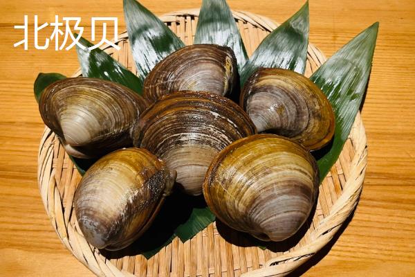 常见的可食用贝类分布在哪里，花蛤广泛分布在太平洋东西部