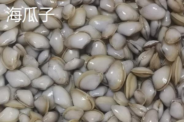 常见的可食用贝类分布在哪里，花蛤广泛分布在太平洋东西部