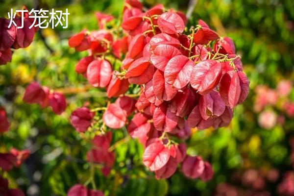 陆地上有哪些发光植物，常见的有荧光小菇、夜光树