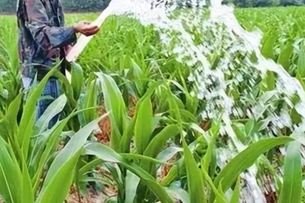 种植玉米后要不要松土，苗期松土有利于玉米生长