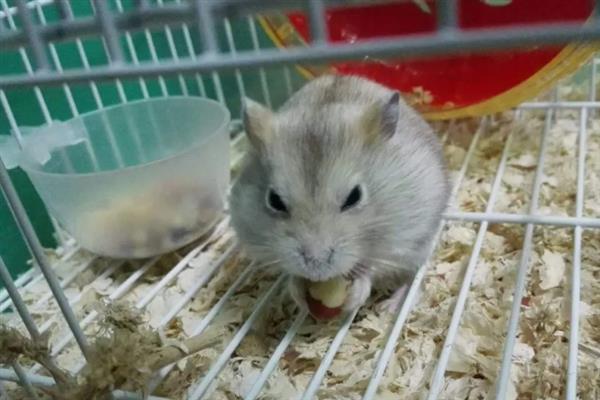 仓鼠有什么生活习性，食性杂、喜欢独居及晚上活动