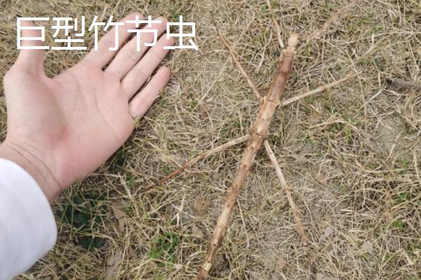 竹节虫有没有毒，属于无毒、无脊椎动物