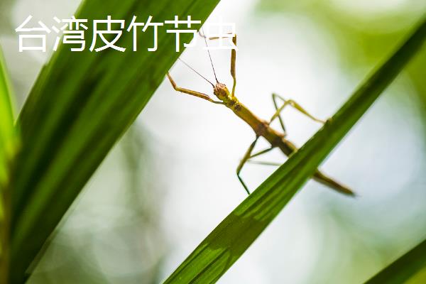 竹节虫有没有毒，属于无毒、无脊椎动物