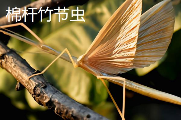 竹节虫有没有毒，属于无毒、无脊椎动物