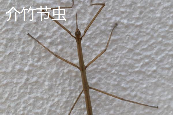 竹节虫有没有毒，属于无毒、无脊椎动物