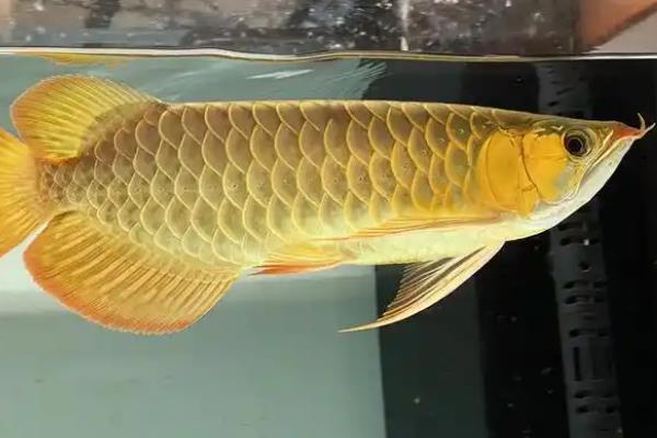 鱼可以存活多久，会受到品种、生长环境的影响