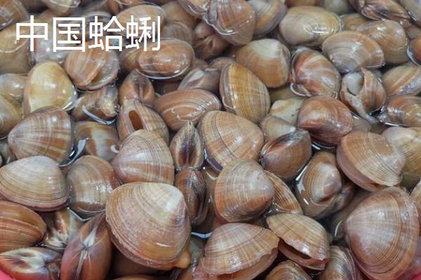 常见的可食用贝类分布在哪里，花蛤广泛分布在太平洋东西部