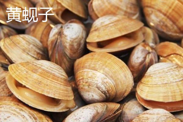 常见的可食用贝类分布在哪里，花蛤广泛分布在太平洋东西部