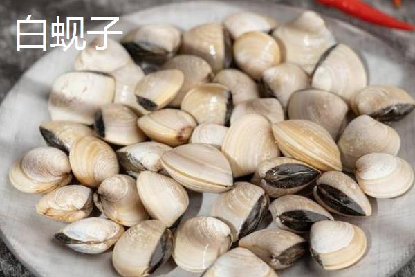 常见的可食用贝类分布在哪里，花蛤广泛分布在太平洋东西部