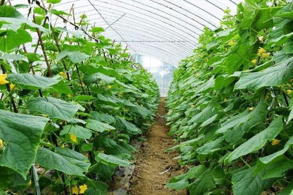 黄瓜的叶片为什么变黄，主要由温度不适、浇水过多等因素引起