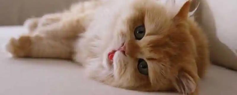 猫科动物的种类，常见猫、狮子、老虎等品种