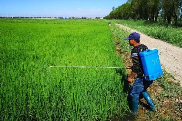 噻虫嗪的防治对象，主要防治鞘翅目、双翅目等害虫