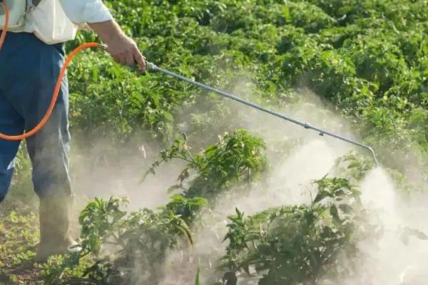 噻虫嗪的防治对象，主要防治鞘翅目、双翅目等害虫