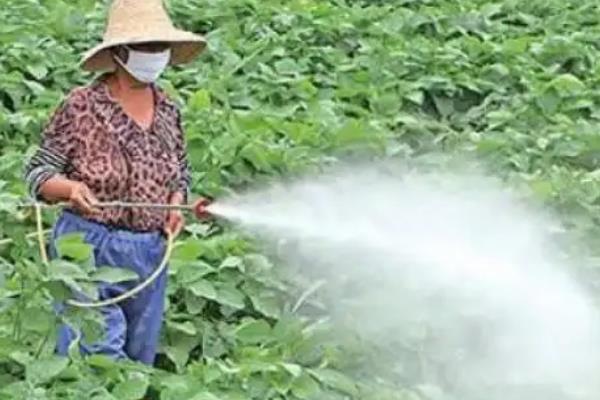 噻虫嗪的防治对象，主要防治鞘翅目、双翅目等害虫