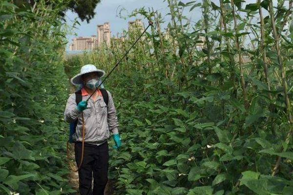 噻虫嗪的防治对象，主要防治鞘翅目、双翅目等害虫
