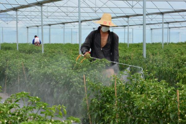 噻虫嗪的防治对象，主要防治鞘翅目、双翅目等害虫