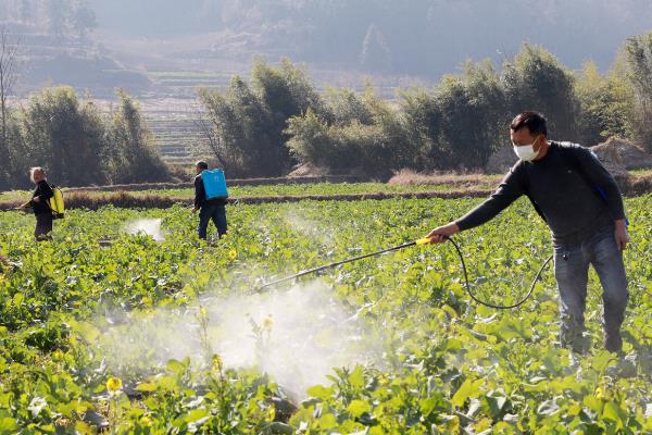 噻虫嗪的防治对象，主要防治鞘翅目、双翅目等害虫