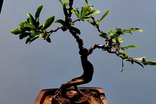 直杆石榴树盆景造型的方式，首先从选桩开始