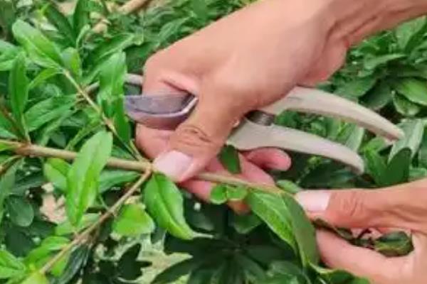 直杆石榴树盆景造型的方式，首先从选桩开始