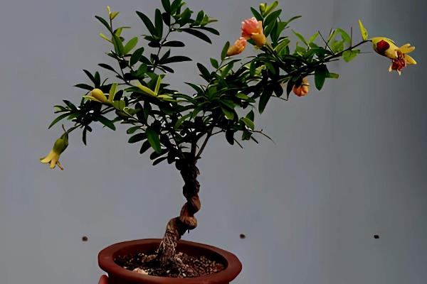 直杆石榴树盆景造型的方式，首先从选桩开始