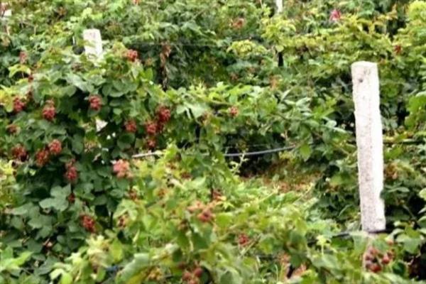 种植黑莓的要点，定植时不能让根系接触肥料