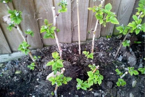 种植黑莓的要点，定植时不能让根系接触肥料