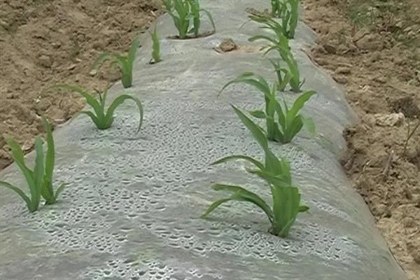 种玉米怎么使用双色地膜，紧贴地面周边要埋入土中并压实
