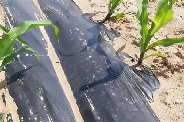 种玉米怎么使用双色地膜，紧贴地面周边要埋入土中并压实