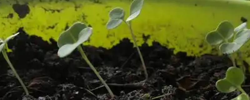 油菜有没有种子，成熟后会结出油菜籽