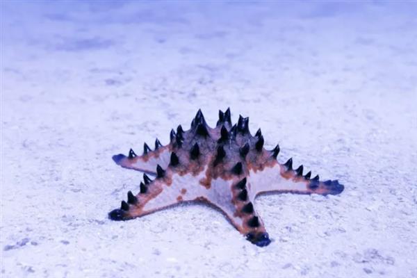 海星可以吃什么饲料，主要是吃贝类动物、海胆等