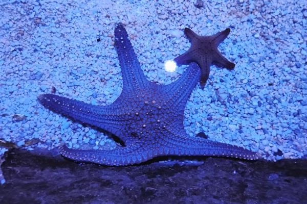 海星可以吃什么饲料，主要是吃贝类动物、海胆等