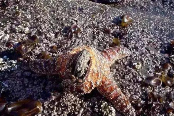 海星可以吃什么饲料，主要是吃贝类动物、海胆等