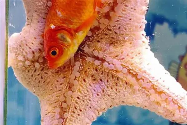 海星可以吃什么饲料，主要是吃贝类动物、海胆等
