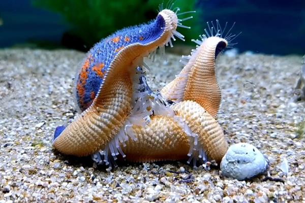 海星可以吃什么饲料，主要是吃贝类动物、海胆等