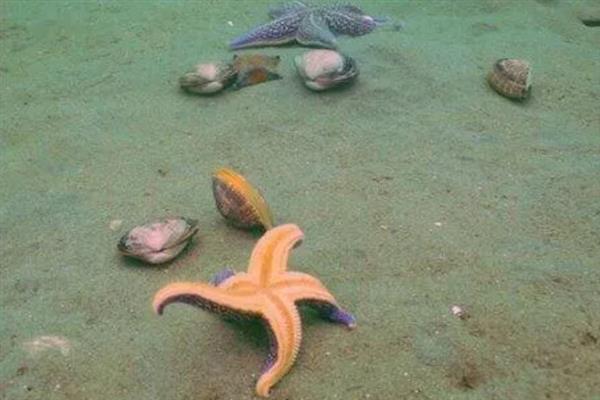 海星可以吃什么饲料，主要是吃贝类动物、海胆等