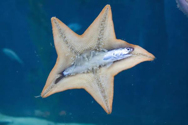 海星可以吃什么饲料，主要是吃贝类动物、海胆等