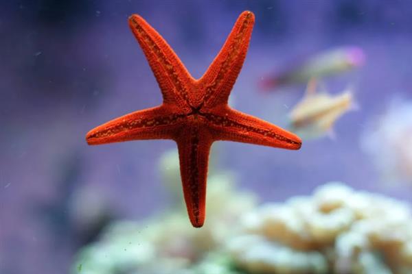 海星可以吃什么饲料，主要是吃贝类动物、海胆等