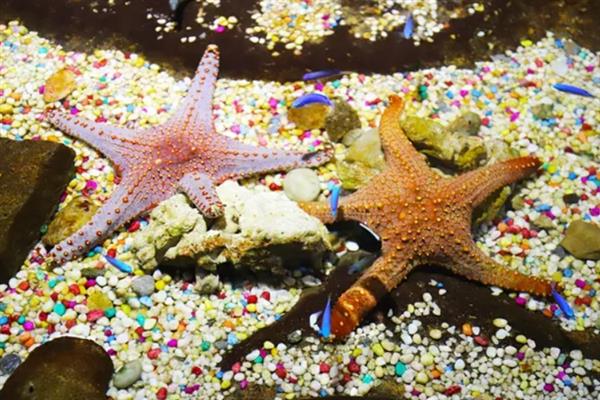 海星可以吃什么饲料，主要是吃贝类动物、海胆等