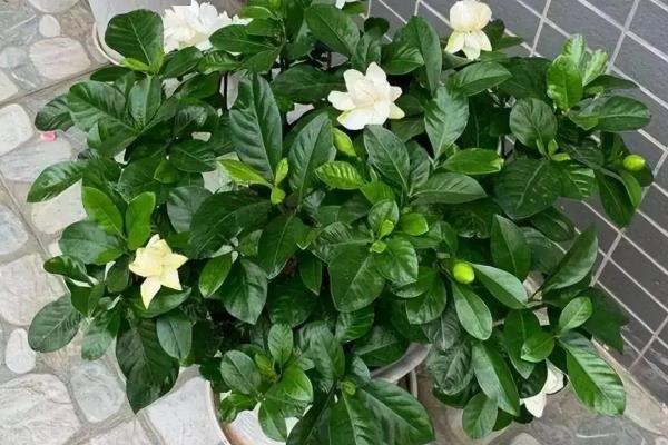 栀子花花苞开就掉的解决方式，适宜生长在光照充足的环境中