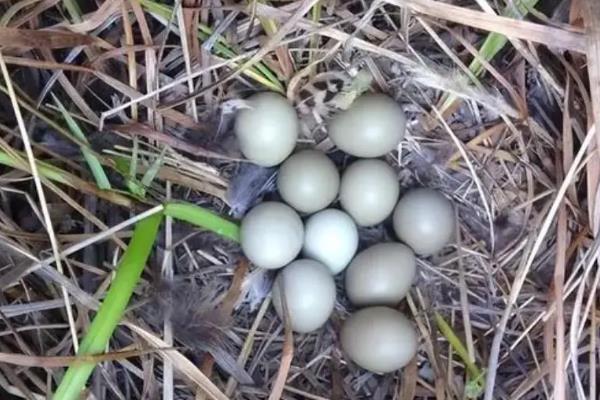 野鸡孵化所需时间，经过24天左右就会破壳