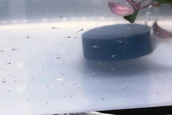 斑马鱼苗多久才能长大，一般需要3个月左右