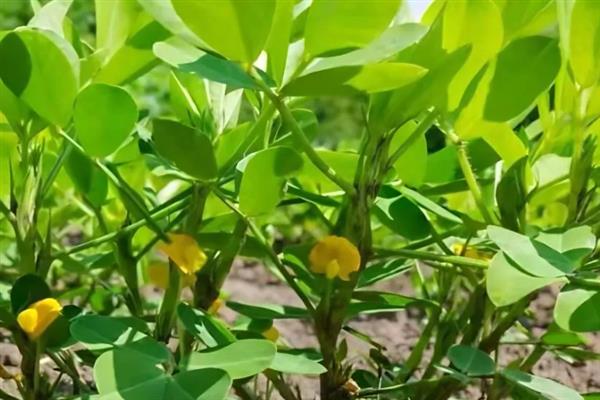花生的施肥方法，不同生长阶段的施肥方法不同