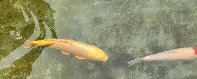 锦鲤炸鳞的原因，是由点状假单胞菌感染引起的